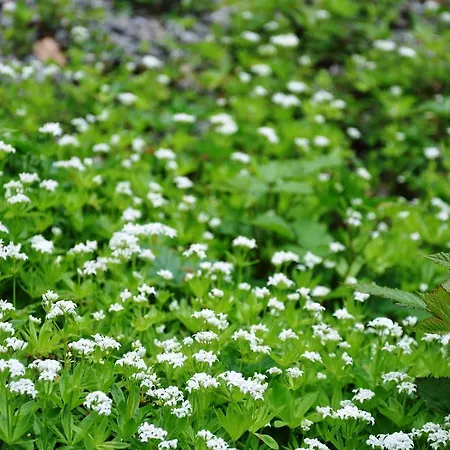 La Du Bois Dormant 3*