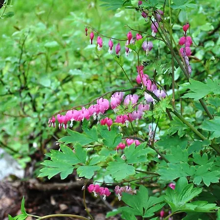 La Du Bois Dormant Panzió 3*